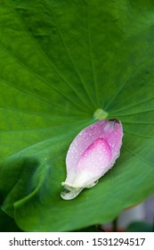 Drops of water on lotus petals supported by lotus leaf