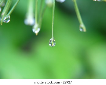 Drops of water on pine needles
