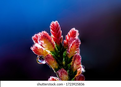 Drops Of Water On Scottish Heather