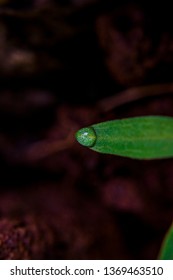 Drops of water on trees
