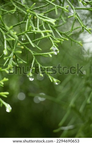 drops of water of a pine leaf