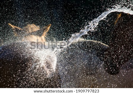 drops of water splashed from a horse bath, cooling off