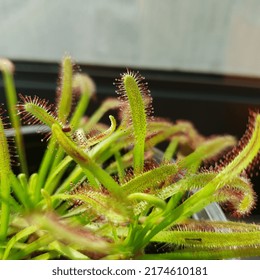 Drosera Anglica Huds, 
An Insectivorous Plant, A Carnivore