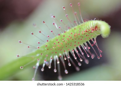 12 Canivorous plant Images, Stock Photos & Vectors | Shutterstock