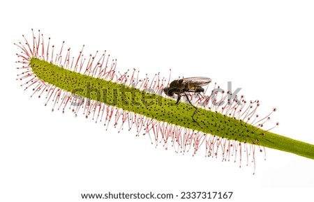 Drosera capensis in the detail, carnivorous plant with fly