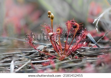 Drosera intermedia or the oblong-leaved sundew, spoonleaf sundew, spatulate leaved sundew, zonnedauw, is an insectivorous plant