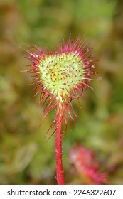 Drosera rotundifolia  the round-leaved sundew, roundleaf sundew, or common sundew, is a carnivorous species of flowering plant that grows in bogs, marshes and fens. - Shutterstock ID 2246322607