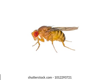 Drosophila Fruit Fly Insect Isolated on White Macro