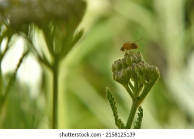 Drosophila fruit fly sits sideways on a flower among plants on a summer day on a natural blurred background, close-up.