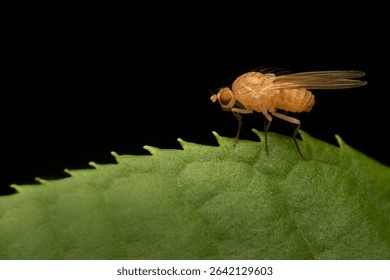 Drosophila Fruit Fly Standing on a Green Leaf in Darkness