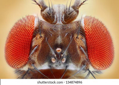 Drosophila melanogaster extreme close up with 25x magnification using a special objective. Study of fruit fly head.