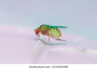 Drosophila melanogaster is a species of fly in the family Drosophilidae. The species is often referred to as the fruit fly or lesser fruit fly.