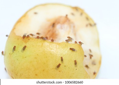 Drosophila On Jujube Frui