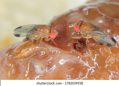 Drosophila suzuki - commonly called the spotted wing drosophila or SWD. It is a fruit fly a major pest species of many kind of fruits in America and Europe. Flies on rotten fruit.