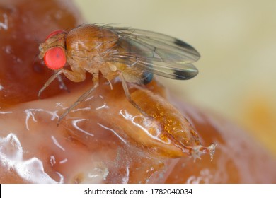 Drosophila suzuki - commonly called the spotted wing drosophila or SWD. It is a fruit fly a major pest species of many kind of fruits in America and Europe. Flie on rotten fruit.