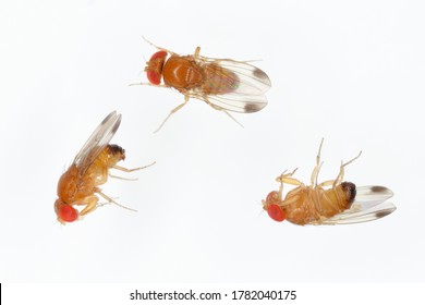 Drosophila suzuki - commonly called the spotted wing drosophila or SWD. It is a fruit fly a major pest species of many kind of fruits in America and Europe. Flies on a white background.