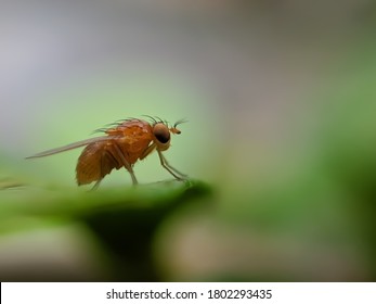 Drosophila suzukii, commonly called the spotted wing drosophila or SWD, is a fruit fly. D. suzukii, originally from southeast Asia, is becoming a major pest species in America and Europe,