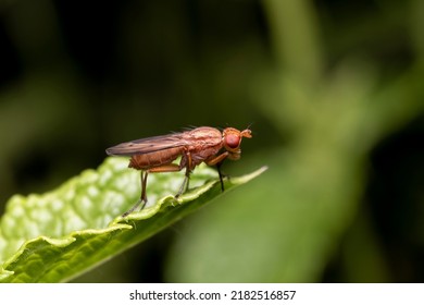 Drosophila suzukii, commonly called the spotted wing drosophila or SWD, ice fruit fly. originally from southeast Asia, is becoming a major pest species in America and Europe on the poppy fly