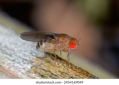 Drosophila suzuki, comúnmente llamada drosophila de ala manchada, drosophila de cereza o SWD. Es una mosca de la fruta, una grave plaga de frutas suaves. Insecto en tomate.