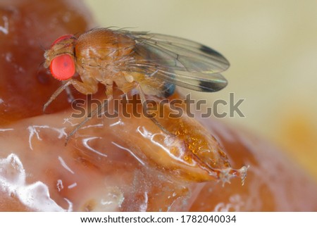 Drosophila suzukii - commonly called the spotted wing drosophila or SWD. It is a fruit fly a major pest species of many kind of fruits in America and Europe. Flie on rotten fruit.