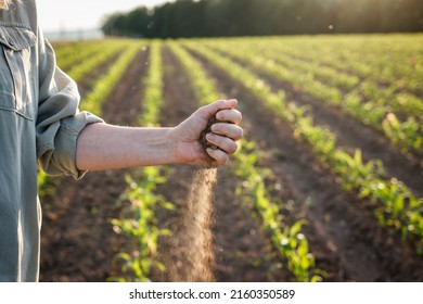 Drought in agricultural field. Farmer holding dry soil in hand and control quality of fertility at arid climate. Impact of climate change on agriculture