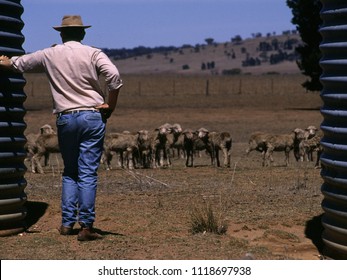 Drought in Australia Farmer trying to save starving sheep - NSW - Australia