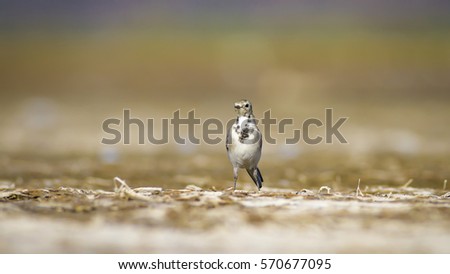 Similar – Image, Stock Photo Wagtail on rocks Nature