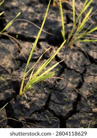 drought caused by low rainfall intensity has an impact on agricultural land experiencing water shortages
