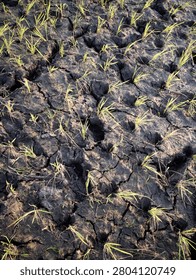 drought caused by low rainfall intensity has an impact on agricultural land experiencing water shortages