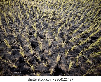 drought caused by low rainfall intensity has an impact on agricultural land experiencing water shortages