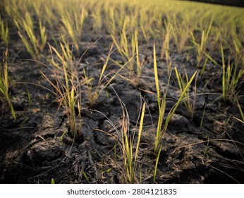 drought caused by low rainfall intensity has an impact on agricultural land experiencing water shortages