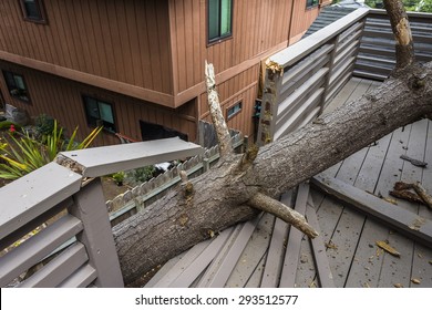 Drought Causes Dead Pine Tree To Fall On House, On The Big Sur Coastline, California Central Coast, Near Cambria, CA.