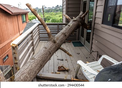 Drought Causes Dead Pine Tree To Fall On House, On The Big Sur Coastline, California Central Coast. Near Cambria, CA.