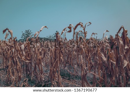 Similar – Uniform autumnal sunflowers point towards the village