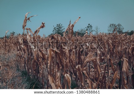 Similar – Uniform autumnal sunflowers point towards the village