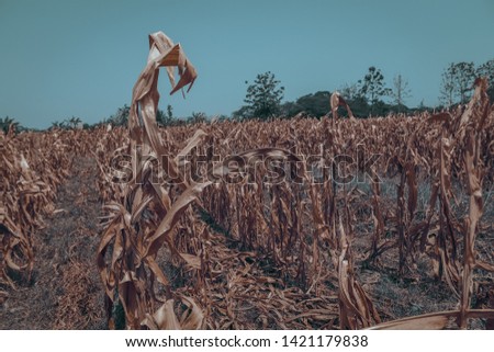 Similar – Uniform autumnal sunflowers point towards the village