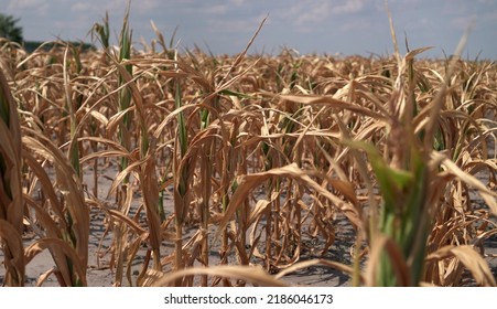 Drought In Corn Field In Hungary                      