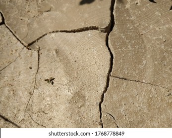 Drought.  Cracked land.  Gobal problems, world  without life - Shutterstock ID 1768778849