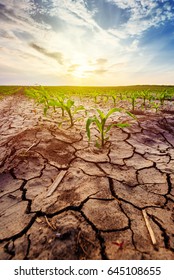 Drought In Cultivated Corn Crop Field, Young Maize Plants Growing In Harsh Environment