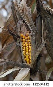 Drought Damaged Corn Crop