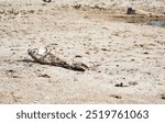 Drought, dead fish and dam in environment with dry earth, landscape or nature in climate change crisis. Animal, extinction and skeleton on ground by lake, river and water with global warming in Spain