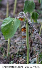 Drought With Dry And Withered Sunflowers In Extreme Heat Periode With Hot Temperatures And No Rainfall Due To Global Warming Causes Crop Shortfall With Water Shortage On Agricultural Sunflower Fields