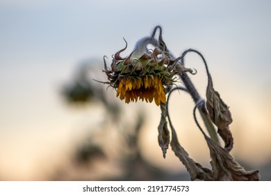 Drought With Dry And Withered Sunflowers In Extreme Heat Periode With Hot Temperatures And No Rainfall Due To Global Warming Causes Crop Shortfall With Water Shortage On Agricultural Sunflower Fields