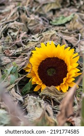 Drought With Dry And Withered Sunflowers In Extreme Heat Periode With Hot Temperatures And No Rainfall Due To Global Warming Causes Crop Shortfall With Water Shortage On Agricultural Sunflower Fields