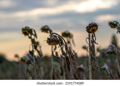 Drought With Dry And Withered Sunflowers In Extreme Heat Periode With Hot Temperatures And No Rainfall Due To Global Warming Causes Crop Shortfall With Water Shortage On Agricultural Sunflower Fields