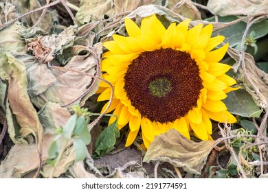 Drought With Dry And Withered Sunflowers In Extreme Heat Periode With Hot Temperatures And No Rainfall Due To Global Warming Causes Crop Shortfall With Water Shortage On Agricultural Sunflower Fields