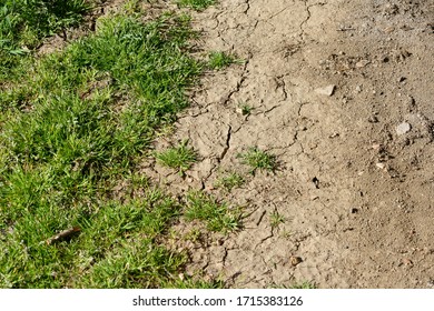 Drought In Europe.  Global Warming Concept Background. Dry Ground And Grass.