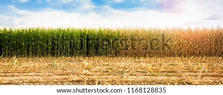 DROUGHT, GREEN AND DRIED CORN FIELD IN SUN LIGHT, PANORAMA OF RURAL LANDSCAPE