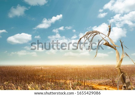 Drought has decimated a crop of corn and left the plants dried out and dead. Symbol of global warming and climate change.