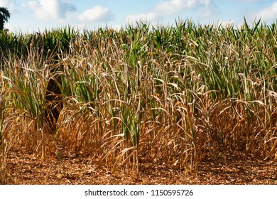 Сatastrophic Drought And Heat In Europe, Nature Disaster, Yellow Dead Corn Fields In North Brabant, Netherlands